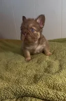 Rollie , a male French Bulldog for sale in Tehachapi, CA – 2 of 2