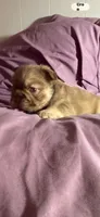 Rollie , a male French Bulldog for sale in Phoenix, AZ – 5 of 6