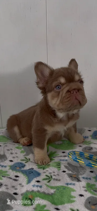 Chunk  – French Bulldog puppy for sale in Tehachapi, CA