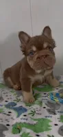Chunk , a male French Bulldog for sale in Tehachapi, CA – 2 of 2