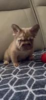 Rollie , a male French Bulldog for sale in Phoenix, AZ – 2 of 3
