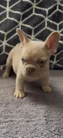 Bruce, a male French Bulldog for sale in Phoenix, AZ – 2 of 2