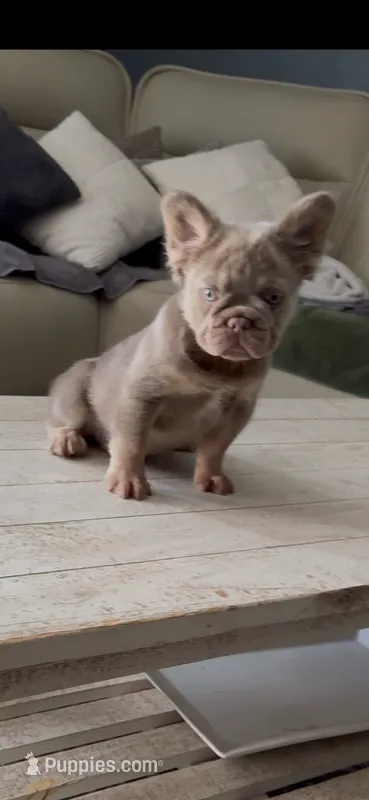 Cassy – French Bulldog puppy for sale in Phoenix, AZ
