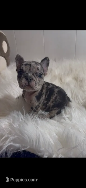 Fiona – French Bulldog puppy for sale in Phoenix, AZ