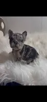 Fiona, a female French Bulldog for sale in Tehachapi, CA – 1 of 3