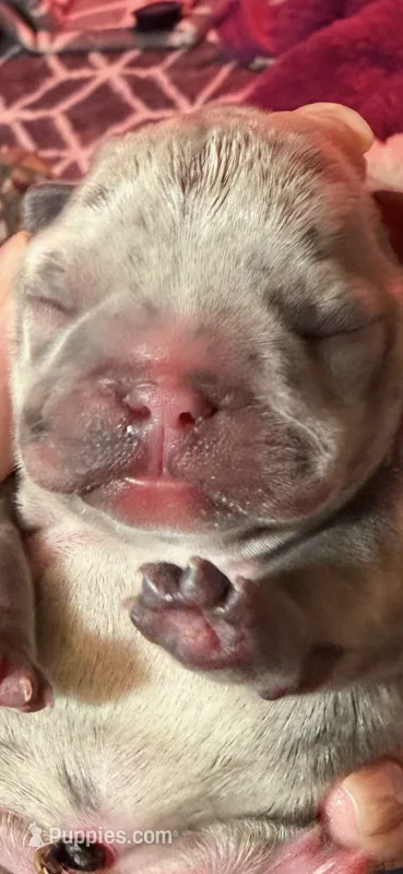 Aurora – French Bulldog puppy for sale in Phoenix, AZ