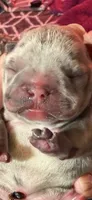 Aurora, a female French Bulldog for sale in Phoenix, AZ – 1 of 3