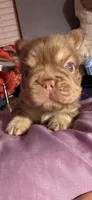 Chunk , a male French Bulldog for sale in Phoenix, AZ – 5 of 5