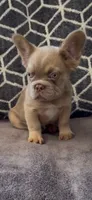 Tee, a female French Bulldog for sale in Phoenix, AZ – 3 of 3