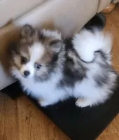 Lincoln, a male Pomeranian for sale in Phoenix, AZ – 3 of 6