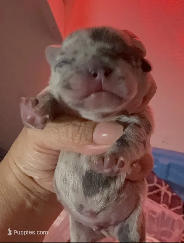 Luigi – French Bulldog puppy for sale in Phoenix, AZ