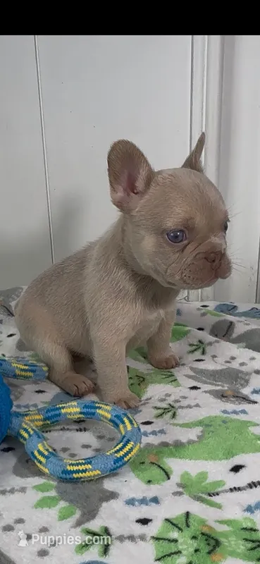 Bruce – French Bulldog puppy for sale in Tehachapi, CA