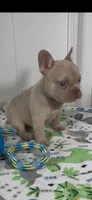 Bruce, a male French Bulldog for sale in Tehachapi, CA – 1 of 2