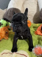 Cash , a male French Bulldog for sale in Phoenix, AZ – 2 of 3