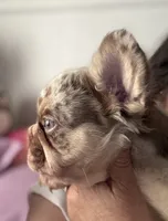 Theodore, a male French Bulldog for sale in Tehachapi, CA – 2 of 3