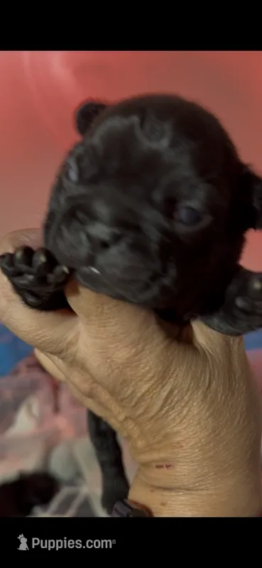 Tango  – French Bulldog puppy for sale in Phoenix, AZ