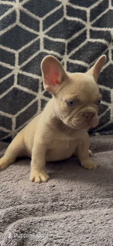Bruce – French Bulldog puppy for sale in Phoenix, AZ