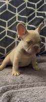 Bruce, a male French Bulldog for sale in Phoenix, AZ – 1 of 2
