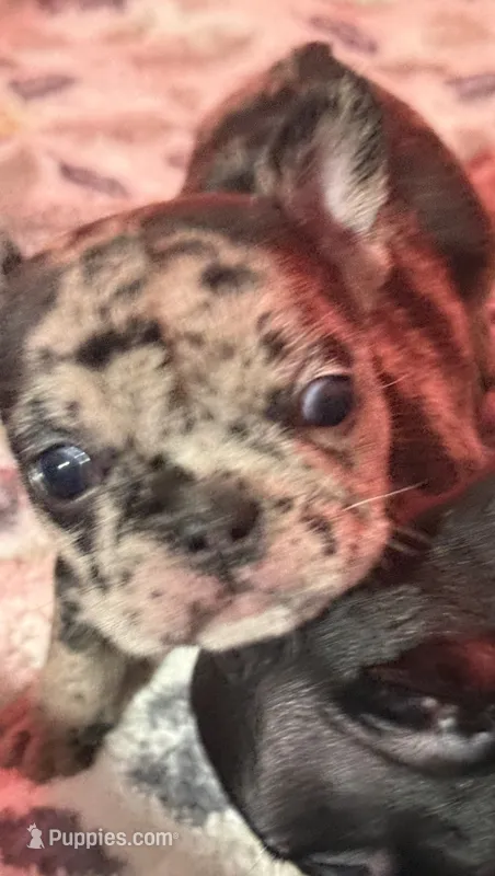 Fiona – French Bulldog puppy for sale in Phoenix, AZ