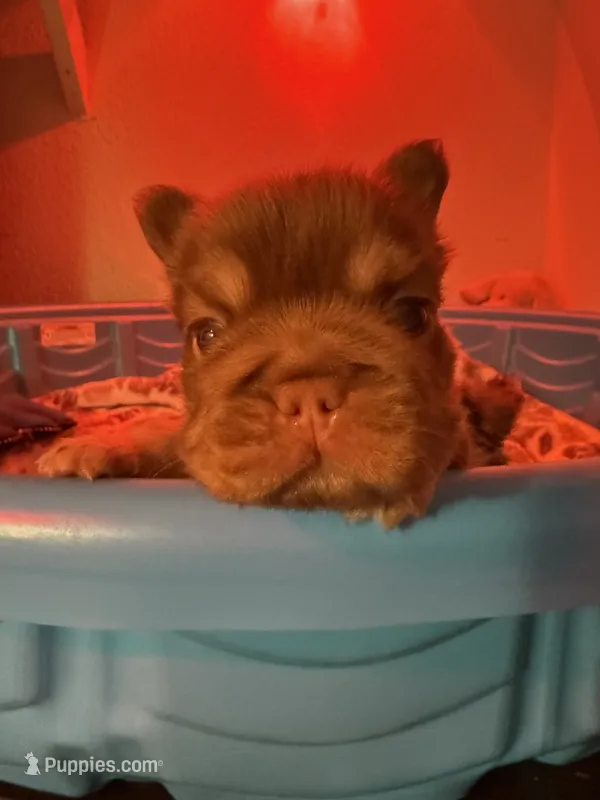 Chunk  – French Bulldog puppy for sale in Phoenix, AZ
