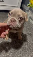 Tee, a female French Bulldog for sale in Tehachapi, CA – 2 of 3