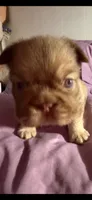 Rollie , a male French Bulldog for sale in Phoenix, AZ – 3 of 6