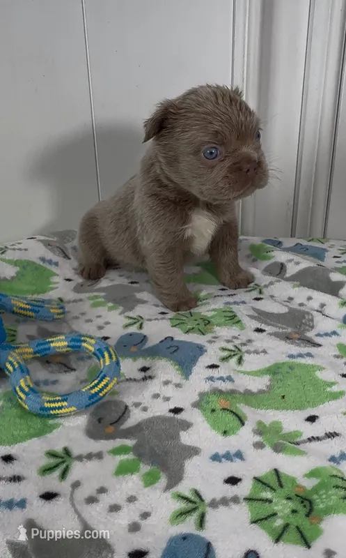 Zee – French Bulldog puppy for sale in Tehachapi, CA