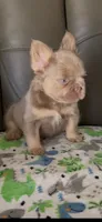 Cassy, a female French Bulldog for sale in Tehachapi, CA – 2 of 3