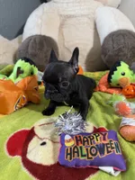 Cash , a male French Bulldog for sale in Phoenix, AZ – 3 of 3