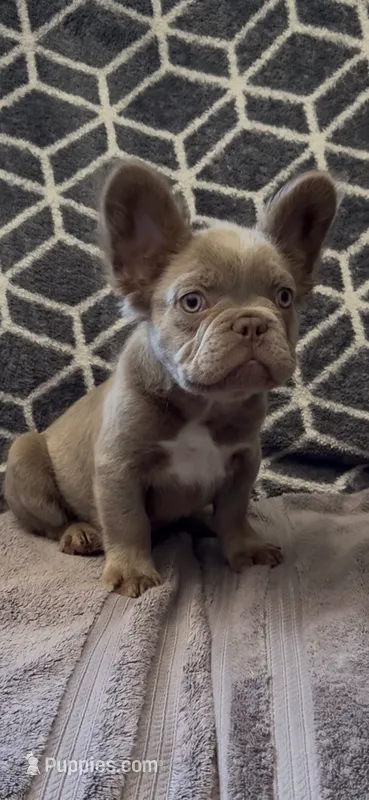 Zee – French Bulldog puppy for sale in Phoenix, AZ