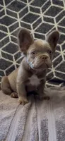 Zee, a male French Bulldog for sale in Phoenix, AZ – 1 of 4
