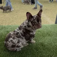 Gordo, a male French Bulldog for sale in Phoenix, AZ – Photo 3 of 4