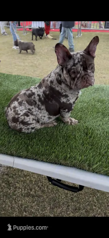 Gordo – French Bulldog puppy for sale in Tehachapi, CA