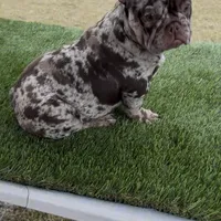 Gordo, a male French Bulldog for sale in Phoenix, AZ – Photo 2 of 4