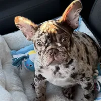 Gordo, a male French Bulldog for sale in Phoenix, AZ – Photo 1 of 4