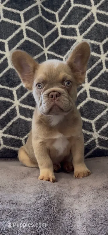 Tee – French Bulldog puppy for sale in Phoenix, AZ