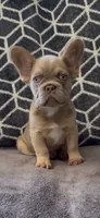 Tee, a female French Bulldog for sale in Phoenix, AZ – 1 of 3