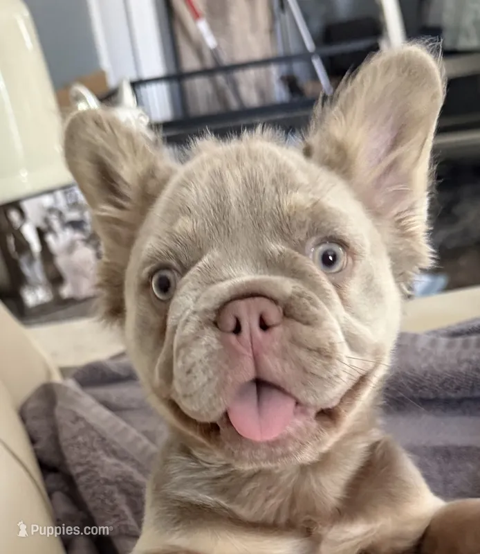 Cassy – French Bulldog puppy for sale in Phoenix, AZ