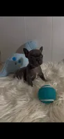 Bluey, a male French Bulldog for sale in Tehachapi, CA – 2 of 2