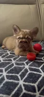 Rollie , a male French Bulldog for sale in Phoenix, AZ – 3 of 3