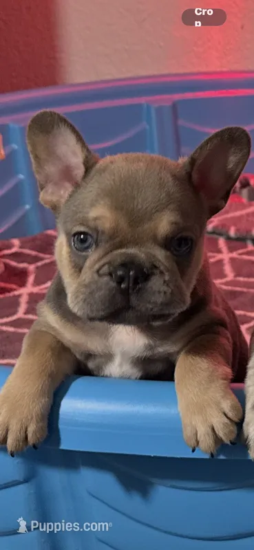 Alvin – French Bulldog puppy for sale in Phoenix, AZ