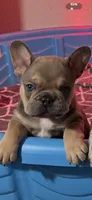 Alvin, a male French Bulldog for sale in Phoenix, AZ – 1 of 1