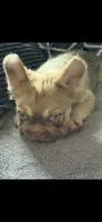 Rollie , a male French Bulldog for sale in Phoenix, AZ – 2 of 3