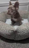 Zee, a male French Bulldog for sale in Tehachapi, CA – 2 of 4