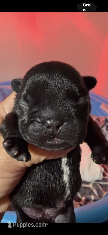 Cash  – French Bulldog puppy for sale in Phoenix, AZ