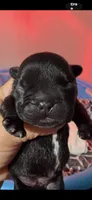 Cash , a male French Bulldog for sale in Phoenix, AZ – 1 of 3
