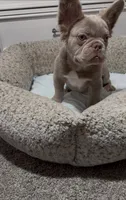 Zee, a male French Bulldog for sale in Tehachapi, CA – 4 of 4
