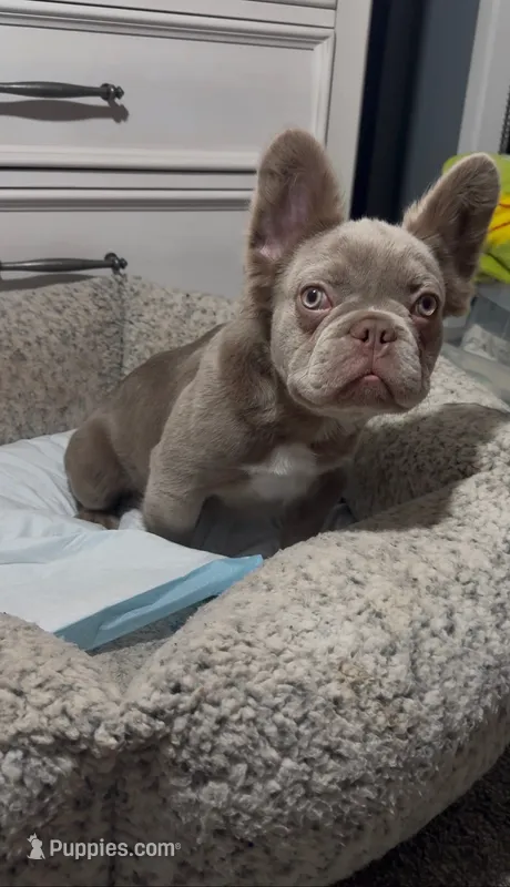 Zee – French Bulldog puppy for sale in Phoenix, AZ