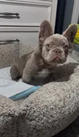 Zee, a male French Bulldog for sale in Tehachapi, CA – 1 of 4
