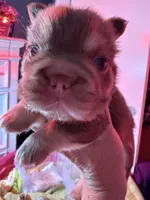 Chunk , a male French Bulldog for sale in Phoenix, AZ – 3 of 5